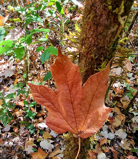 Portada de Bosque del Maple